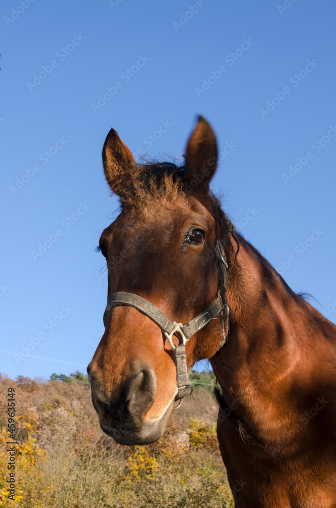 details of a horse in Liguria in Italy details of a horse in Liguria in Italy