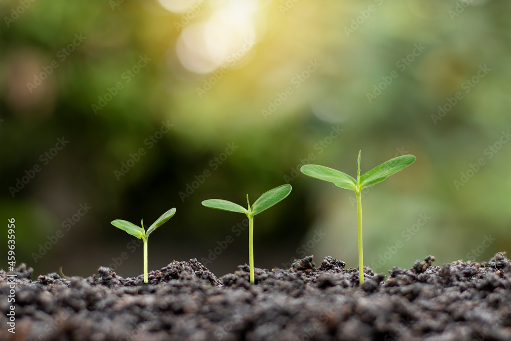 Small trees of different sizes growing on green background concept of caring for the environment and world environment day. Small trees of different sizes growing on green background concept of caring for the environment and world environment day.