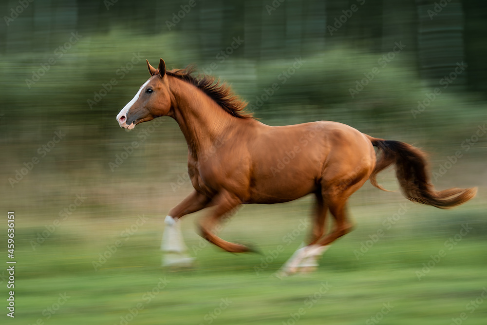 Don breed stallion running fast on the field in summer. Motion blur.