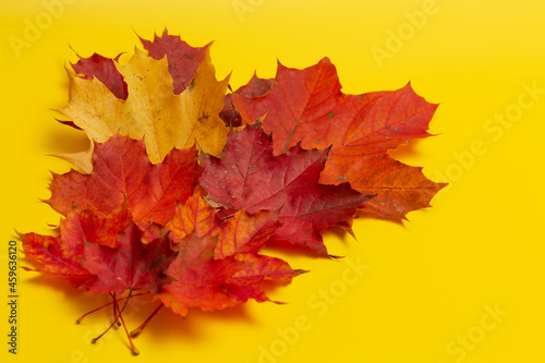 red and yellow maple leaves of different sizes on a yellow background