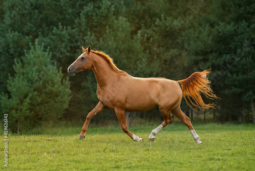 Don breed horse running on the field in summer. Russian golden horse.