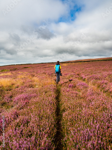 A small boy walking solo and following a path through open moorland. The moors are covered in a sea of vibrant purple heather and you get a sense of isolation, and joy in this photograph.