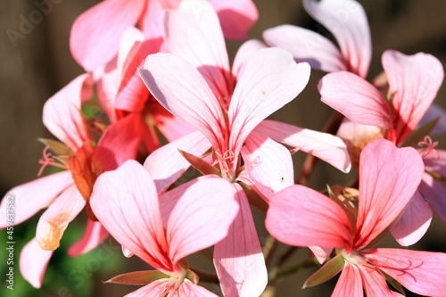 Close up of Pink Flowers in a Garden