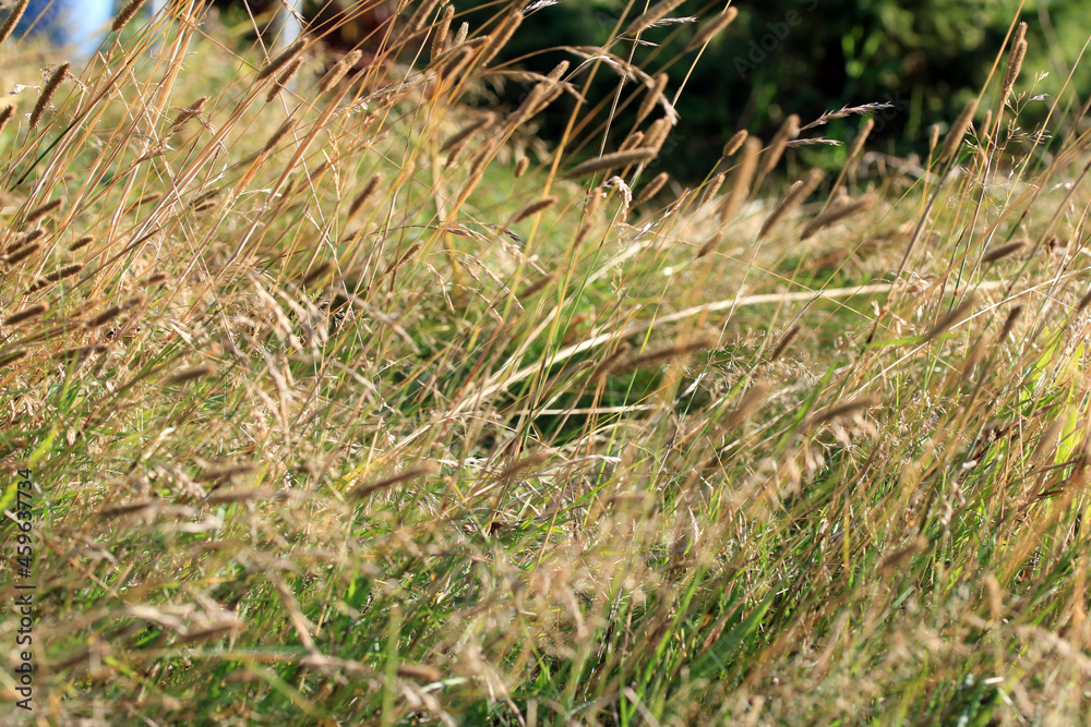Long Meadow Hay Grass in a Garden