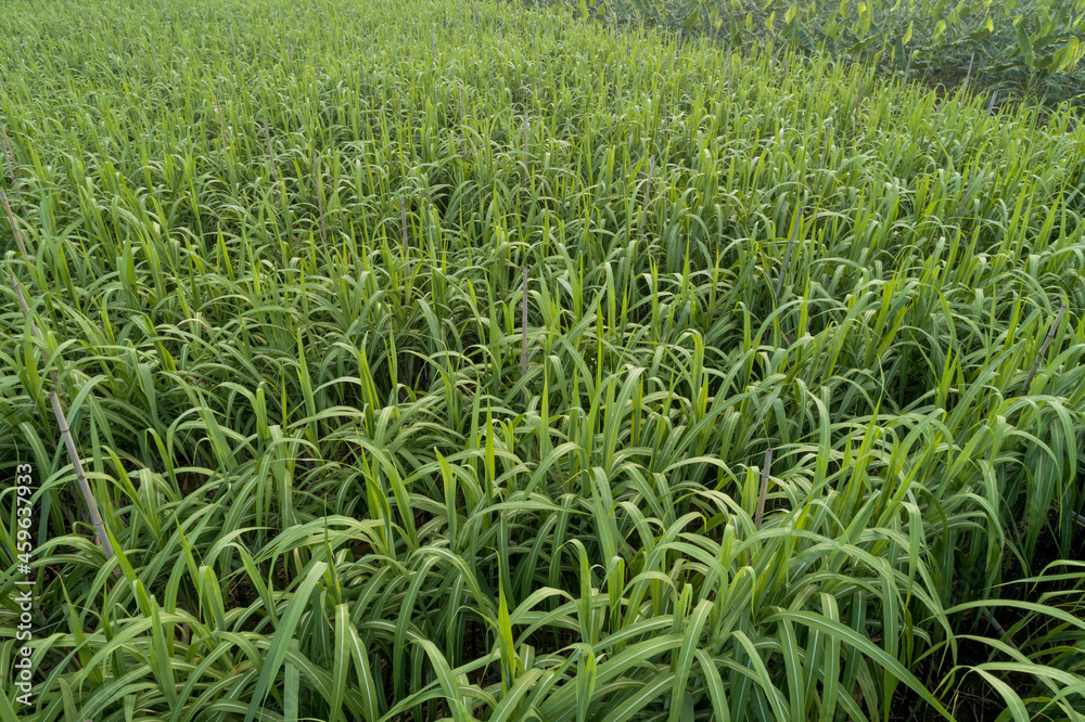 Aerial view of sugarcane plants growing at field Aerial view of sugarcane plants growing at field