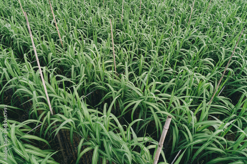 Aerial view of sugarcane plants growing at field Aerial view of sugarcane plants growing at field