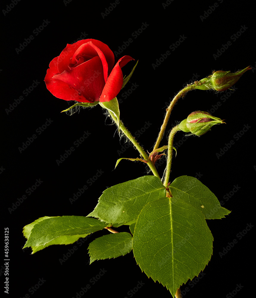 Obraz premium rosa rossa