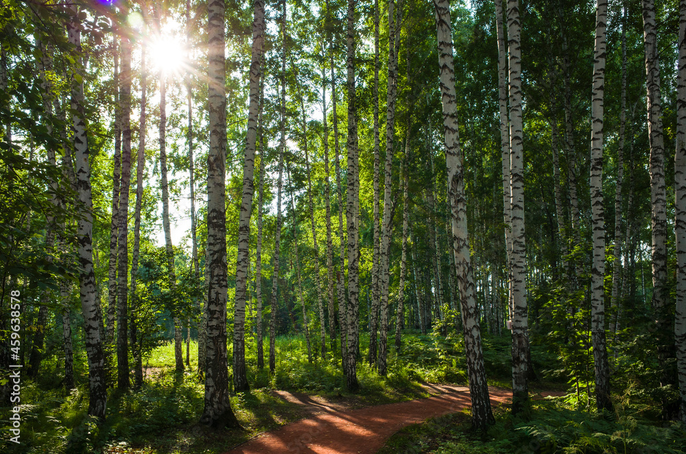Obraz premium Sun light in green birch tree forest with hiking path in Siberia, Pure nature, ecology, environmental conservation, eco tourism, nature background, in Science city Koltsovo, Novosibirsk, Russia