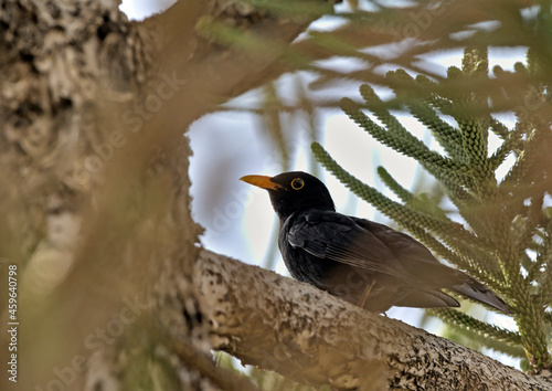 Common Blackbird (Turdus merula), Greece
