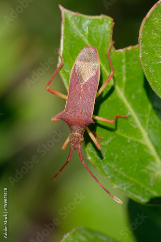 Squash bug (Gonocerus insidiator) on a leaf photo