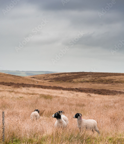 Swaledale sheep on a Northumberland Moor