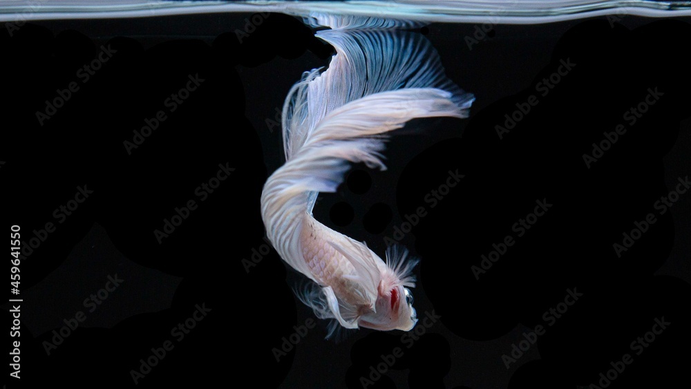 Obraz premium Siamese fighting fish is the national fish of Thailand. It's a fighter fish. The distinguishing feature of this figure is white with gold glittering eyes.