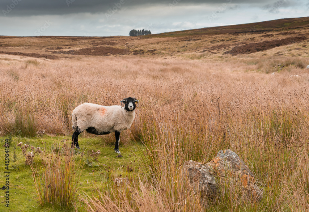 Fototapeta premium Swaledale sheep on a Northumberland Moor