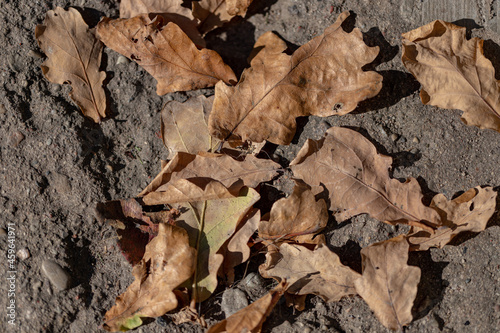 dry leaves. Dry fallen brown oak leaves in autumn Park. autumn background with dry oak leaves, top view, close-up. autumn season, bright leaves, nature in the forest. autumn forest, underfoot. texture