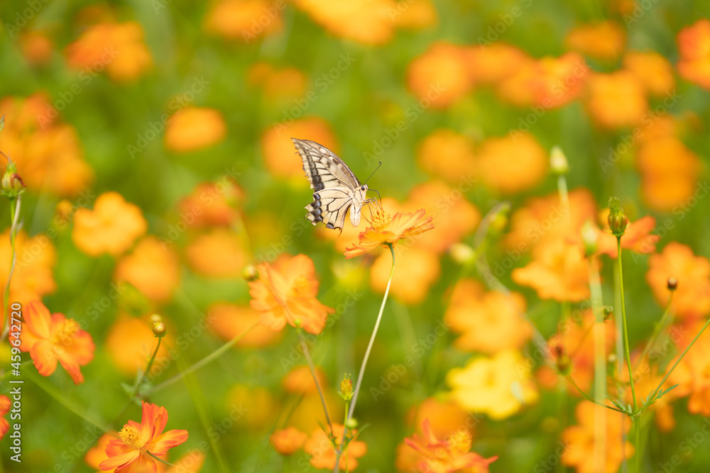 キバナコスモスと蝶々 Stock Photo | Adobe Stock