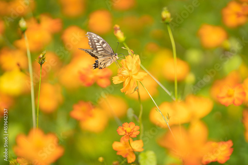キバナコスモスと蝶々 © 雄祐 岡山