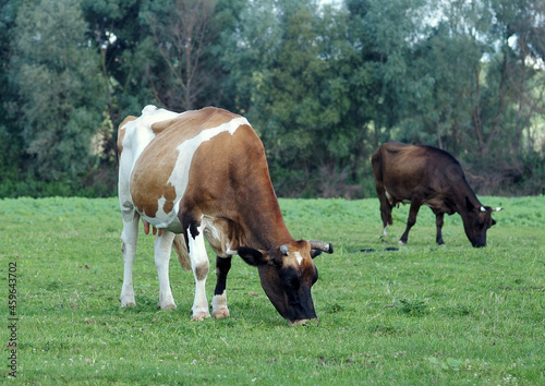 Herd of dairy cows grazed in green meadow in summer