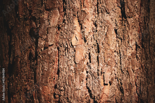 old wood texture bark of a tree