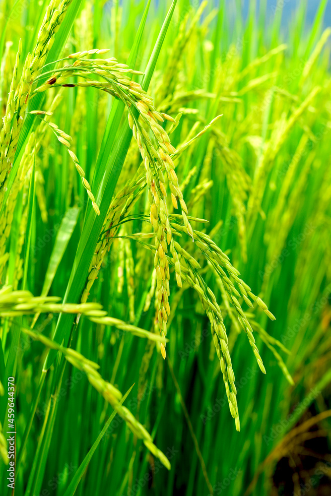 Green, yellow stalks are growing on the fields. Green, yellow stalks are growing on the fields.