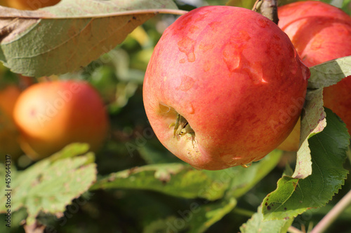 Cox Orange variety apple with some rain drops in an afternoon sun with blurry foliage and apple background.