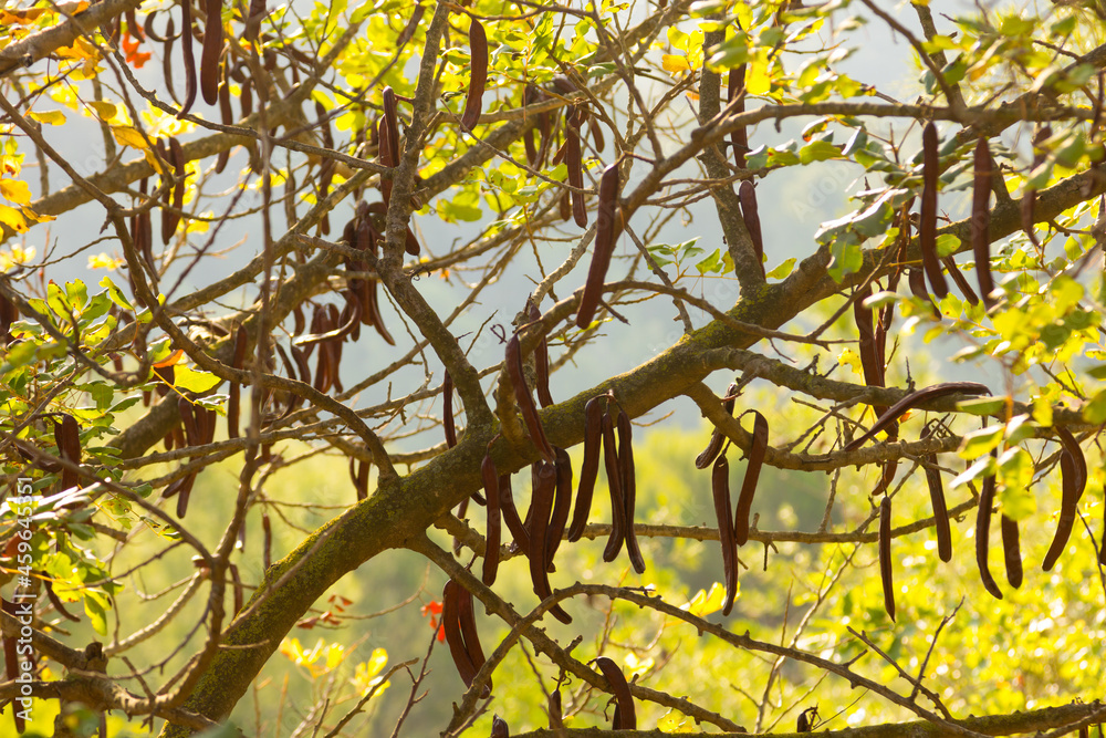 Carob and its fruit the carob in the tree Carob and its fruit the carob in the tree