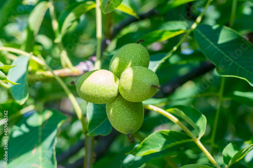 Fresh fruit of Juglans regia tree. Unripe green fruit of uglans regia  the Persian walnut  English walnut  Carpathian walnut  Madeira walnut.