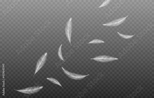 Vector feathers on an isolated transparent background. Falling feathers png, flying feathers, png.