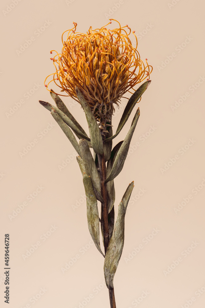 Dried orange pincushion protea flower on a brown background - obrazy, fototapety, plakaty 