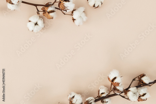 Cotton flower branch on a beige background