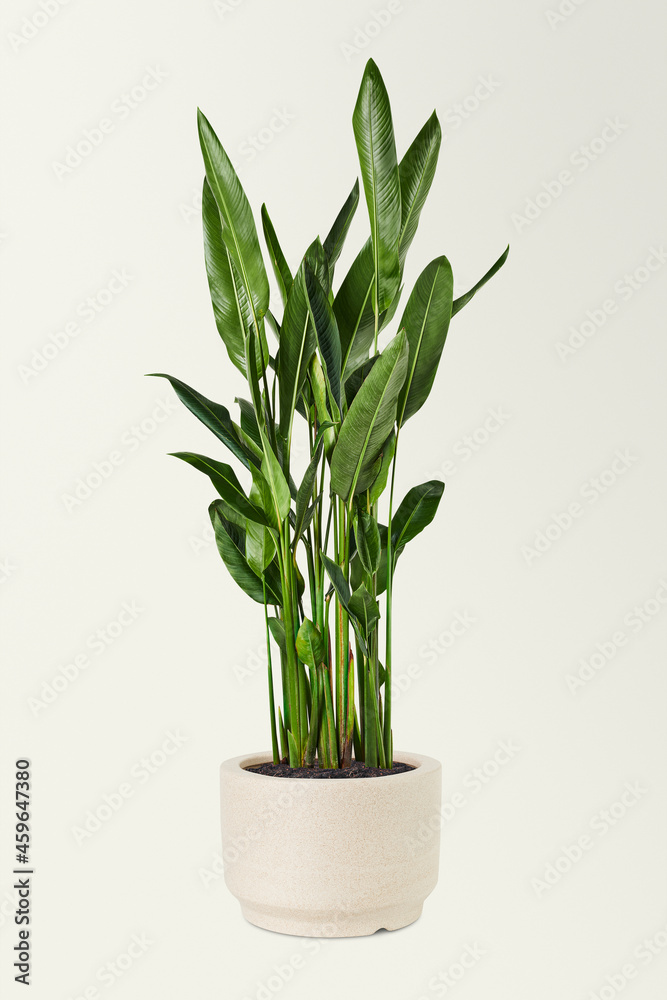 Bird of paradise plant in a ceramic pot Bird of paradise plant in a ceramic pot