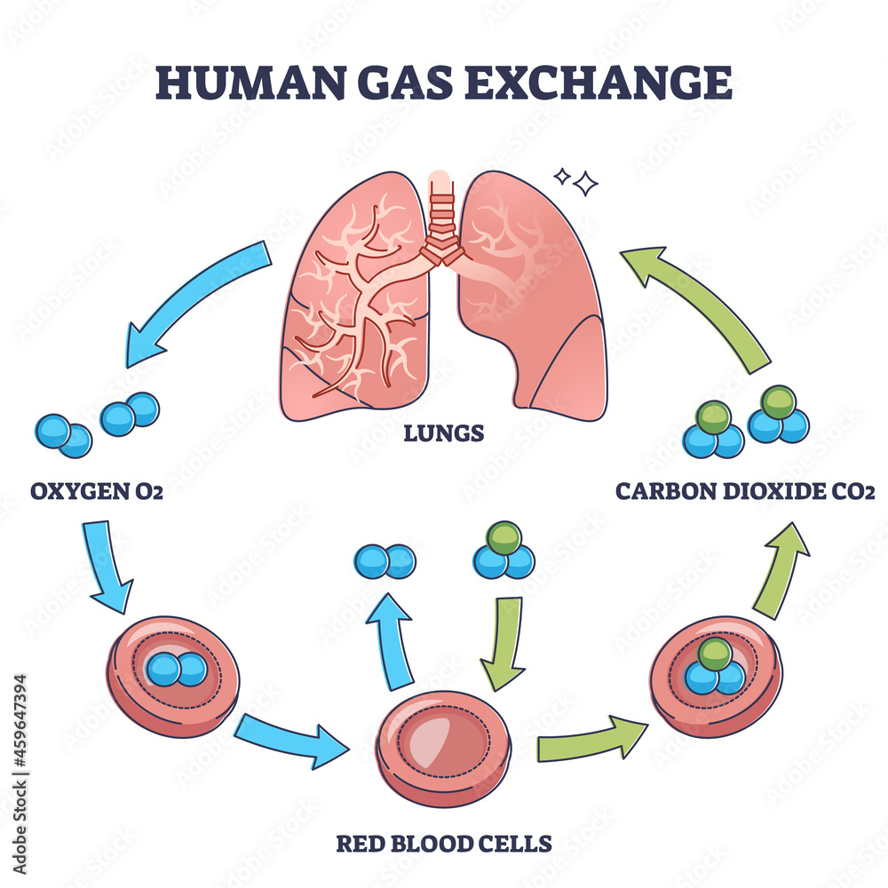 Human Gas Exchange Process With Oxygen Cycle Explanation Outline