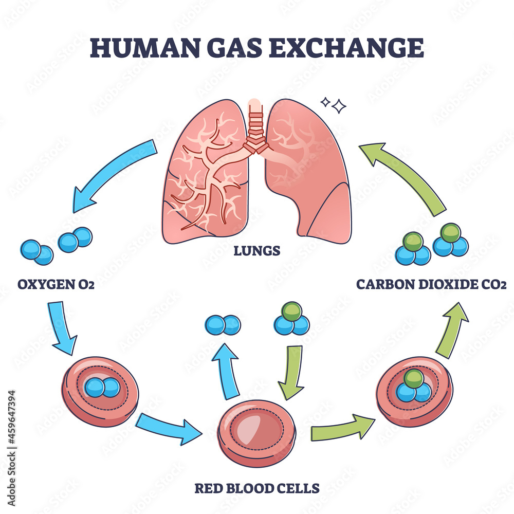 human-gas-exchange-process-with-oxygen-cycle-explanation-outline