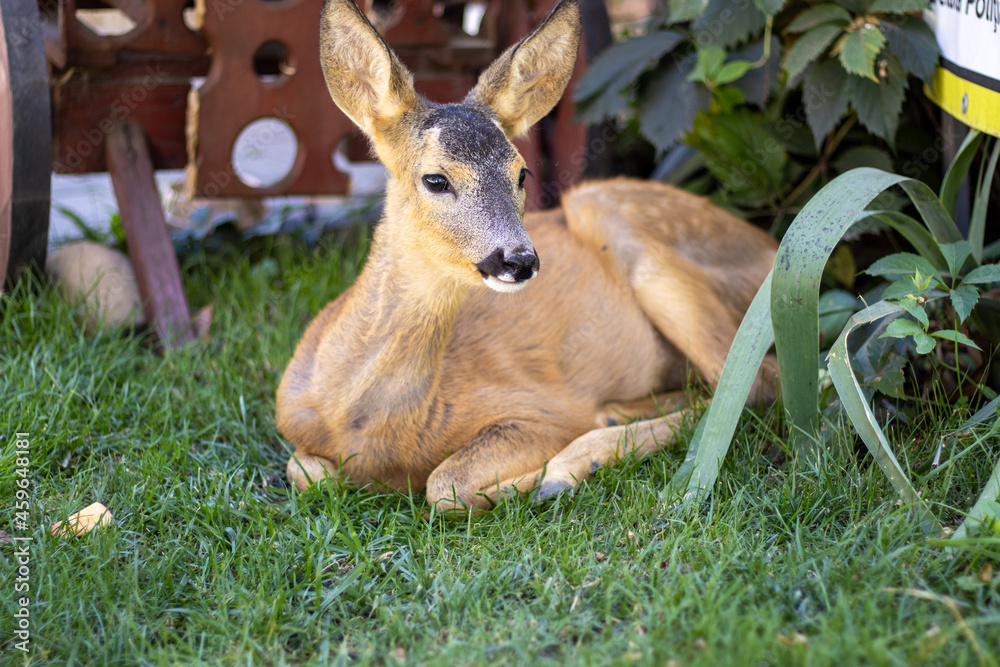 Fototapeta premium A little dear is chews grass and is sitting on green grass near a cart. Summertime. Zooclub.
