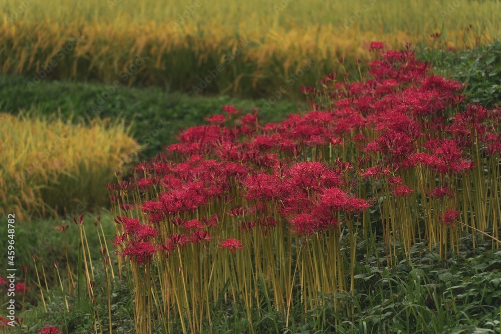 field of poppies
