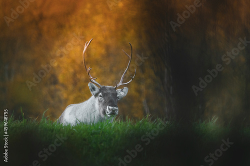 Reindeer taking a rest © Brynhild Jorid