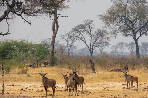 Herd of roan antelope in the yellow grasslands of the Khaudum National Park, Namibia