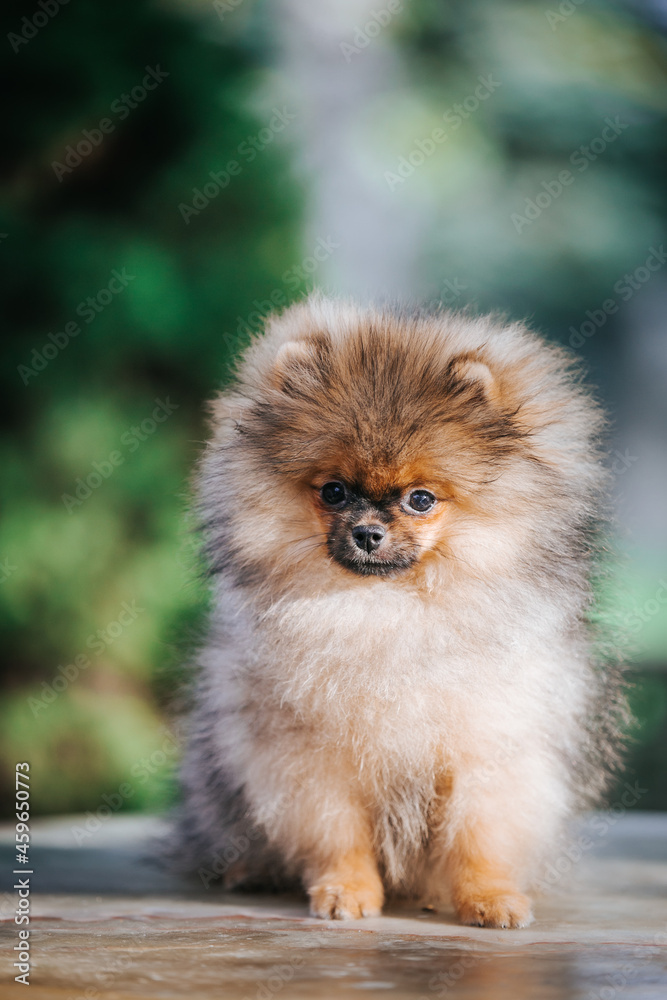 Pomeranian baby posing outside. Small pomeranian puppy.	
