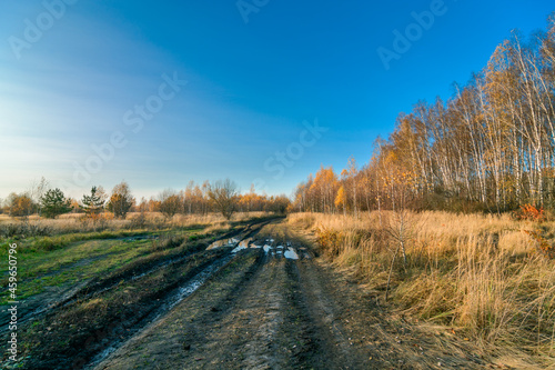 forest with mud in the autumn