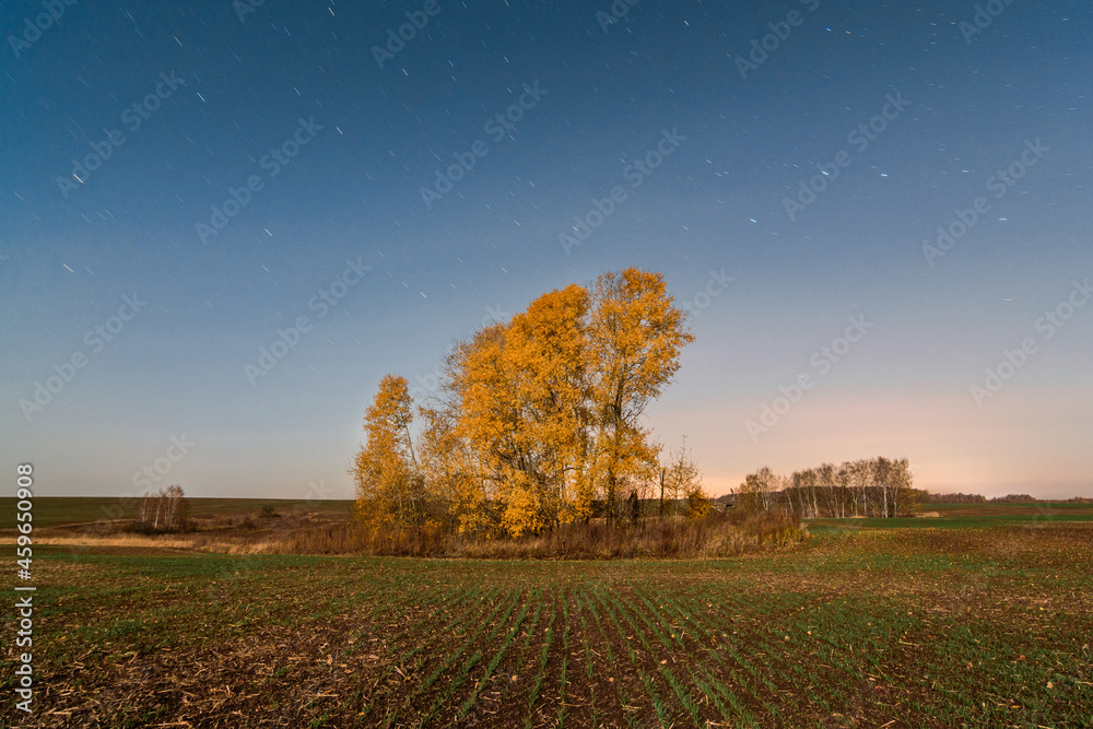 autumn landscape with trees and star trails