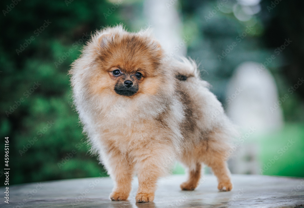 Pomeranian baby posing outside. Small pomeranian puppy.