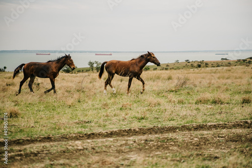 Horses run gallop in meadow