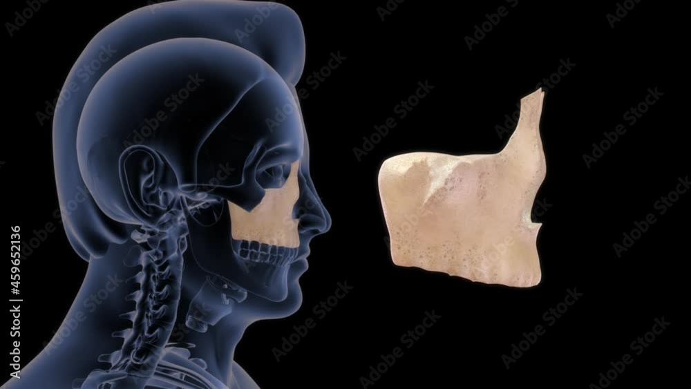 Maxilla bone in human skull 3d rendered video clip Maxilla bone in human skull 3d rendered video clip