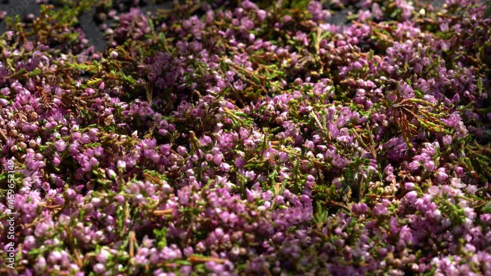 Cutting Common Heather in small pieces (Calluna vulgaris) - (4K) Cutting Common Heather in small pieces (Calluna vulgaris) - (4K)