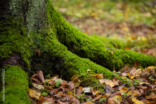 Green mossy tree roots among fallen leaves on ground in autumnal forest