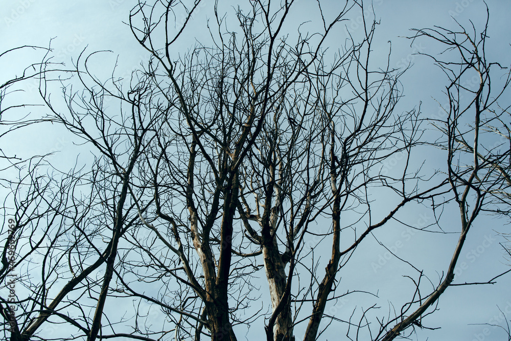 A tree without leaves on the background of a cloudy sky A tree without leaves on the background of a cloudy sky