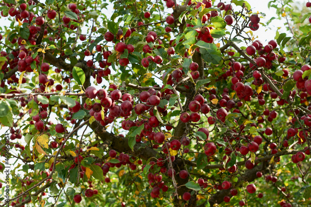 Fruits of a wild apple tree on a branch close-up. Branch with red apples.