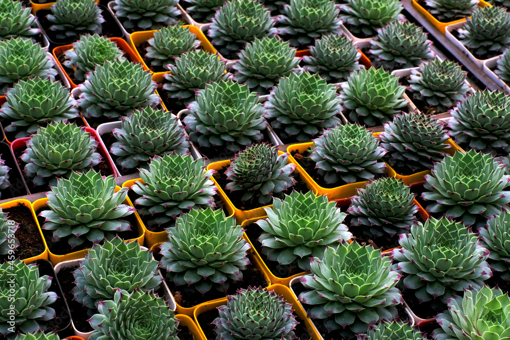 Obraz premium Small potted plants in a greenhouse , Various plants inside nursery.