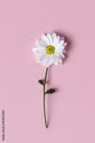 Flower of a large autumn Levcantemella chamomile on a pink background