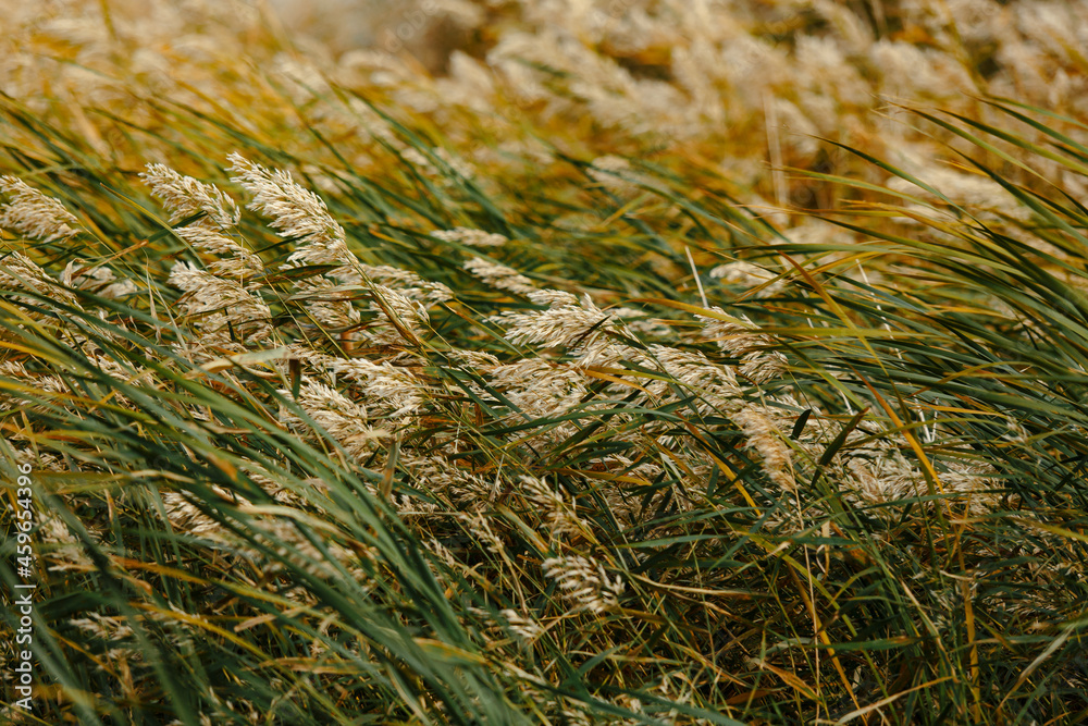 Fototapeta premium Green and yellow grasshopper bending in the wind