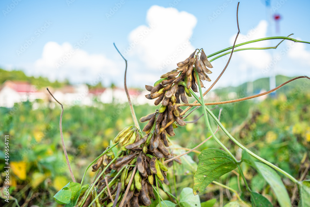 Fototapeta premium Autumn ripe soybeans background material
